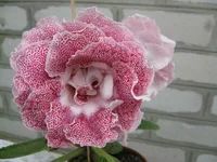 IMG_1526.jpg1.webp