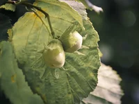 _DSC0666.webp