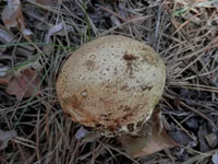 P7281083.webp