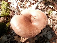 P7281081.webp