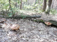 P7281072.webp