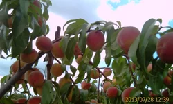 IMAG0836.webp