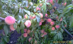 IMAG0837.webp