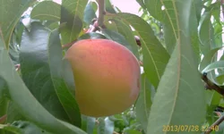 IMAG0838.webp