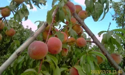 IMAG0839.webp
