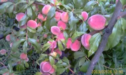 IMAG0840.webp