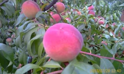 IMAG0841.webp