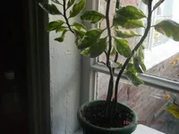DSCF8836.webp