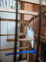 DSCN0397.webp