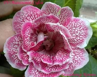 290720133167.webp