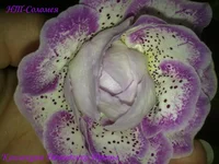 290720133151.webp