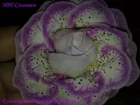 290720133153.webp