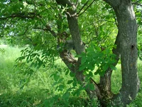 DSC07476.jpg