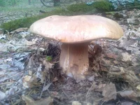 01082013161.webp