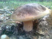 01082013164.webp