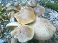 01082013186.webp