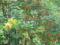 2_Рябина.webp