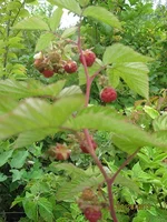 3_Малина.webp
