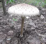 5_Гриб3.webp