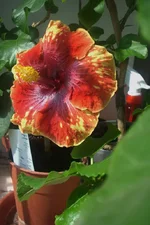 GoxEBbNYGnA.webp