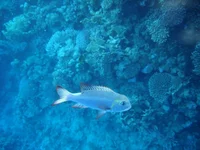 Grand 0085.webp