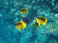 Grand 0257.webp