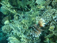 Royal Grand 083.jpg