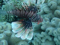 Royal Grand 391.webp