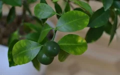 image.webp