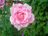 129433910176007848.webp