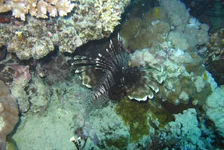  322 (10).webp