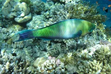 Домина 322 (19).jpg