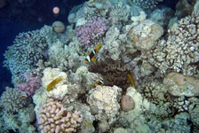  322 (66).webp