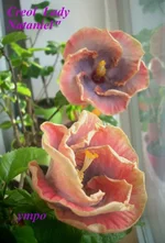 vYK36cLdv_w.webp
