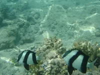  023.webp