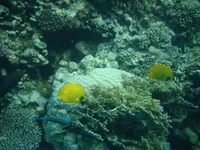  066.webp