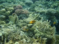  078.webp