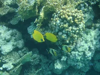  089.webp