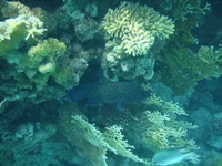  106.webp
