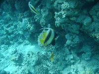  120.webp