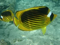  192.webp