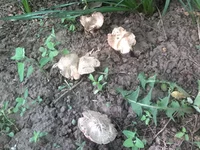 IMG_20110521_122129.webp
