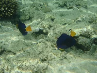  202.webp