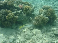  215.webp