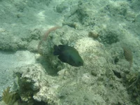  269.webp