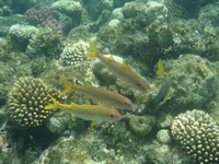  278.webp