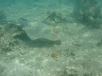  299.webp