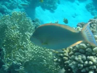  493.webp