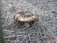 3_гриб.webp