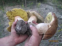 4_грибы.webp